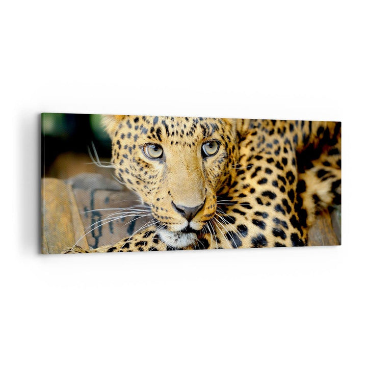 Wandbilder Dekoration Wohnzimmer Tiere gefährlich wilde katze Panorama Bilder auf Leinwand 120x50cm
