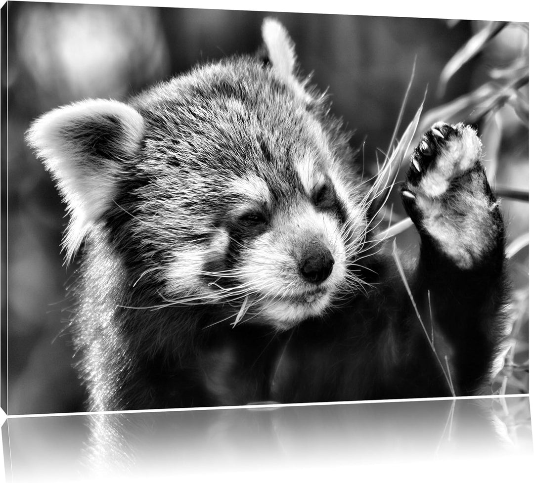 Pixxprint Kleiner Panda SAGT Hallo / 100x70cm Leinwandbild bespannt auf Holzrahmen/Wandbild Kunstdru