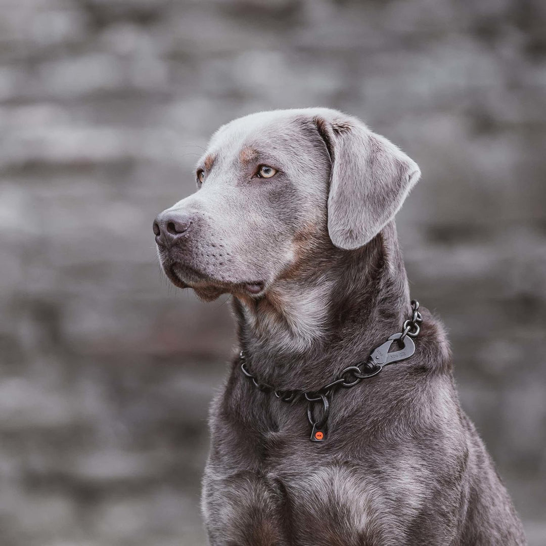 Sprenger Hundehalskette mit Sprenger Haken aus Edelstahl rostfrei 4 mm I Grösse individuell einstell