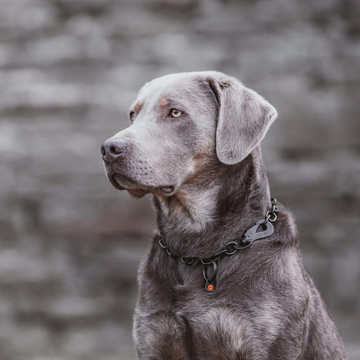 Sprenger Hundehalskette mit Sprenger Haken aus Edelstahl rostfrei 4 mm I Grösse individuell einstell