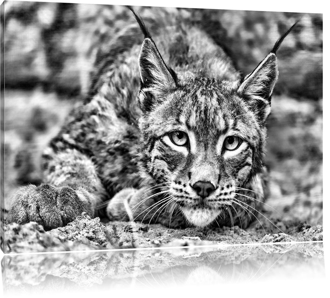 Pixxprint wachsamer Luchs / 100x70cm Leinwandbild bespannt auf Holzrahmen/Wandbild Kunstdruck Dekora