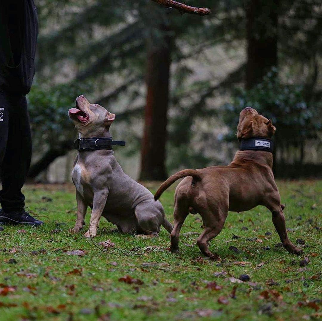 Bestia Dog Sport Halsband MIT Griff L - von 50 cm bis 60 cm Alles Rot, L - von 50 cm bis 60 cm Alles