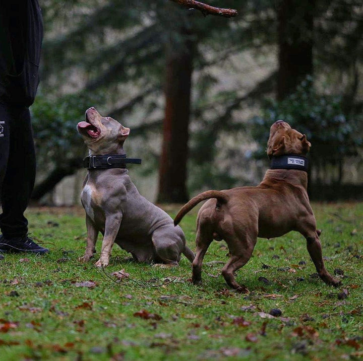 Bestia Dog Sport Halsband MIT Griff L - von 50 cm bis 60 cm Alles Rot, L - von 50 cm bis 60 cm Alles