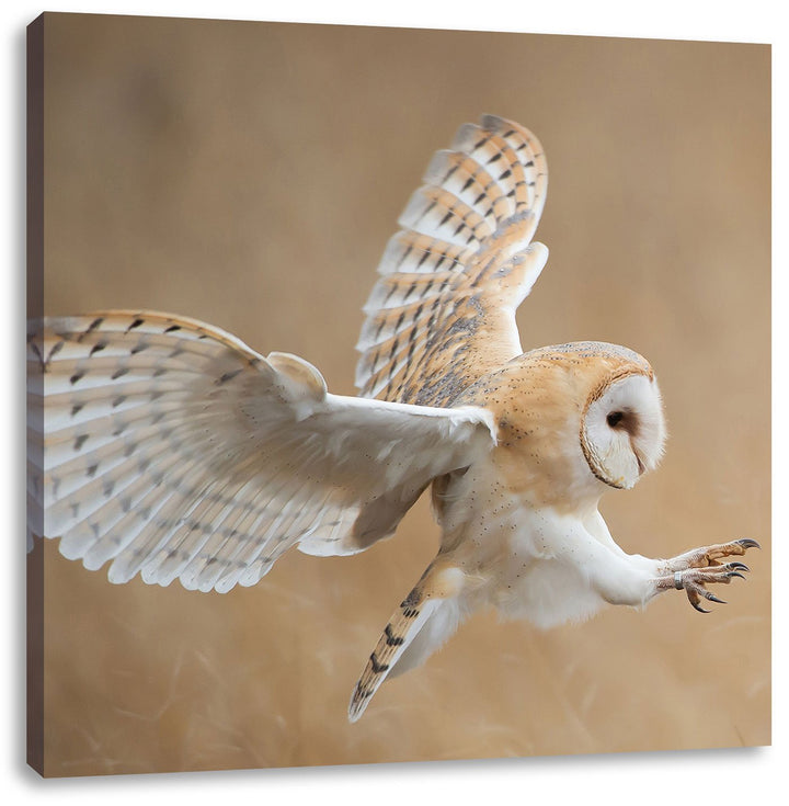 Pixxprint Fliegende Weisse Eule bei der Jagd, Format: 70x70 auf Leinwand, 70x70