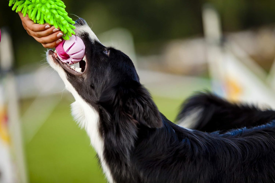 Dingo Mop Bungee Grün Mikrofaser mit Vanille Duft Ball Hundespielzeug Agility Apporte zum Spielen Ta