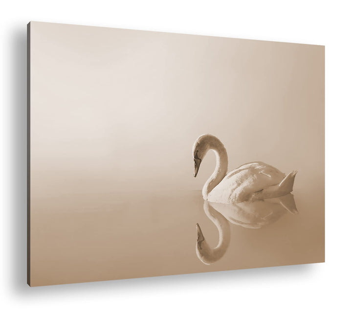 deyoli einsamer weisser Schwan Format: 80x60 Effekt: Sepia als Leinwandbild, Motiv fertig gerahmt au