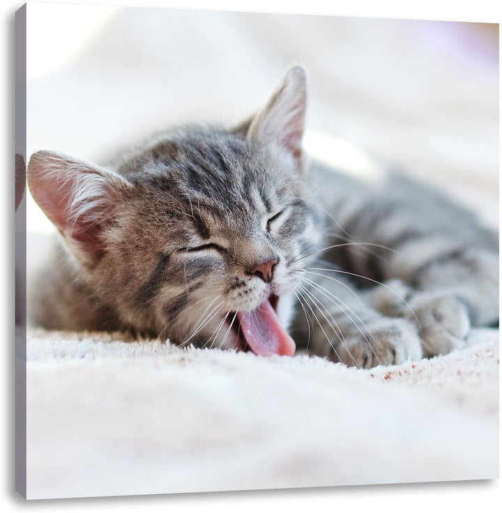 Kleines Kätzchen, Format: 70x70 auf Leinwand, XXL riesige Bilder fertig gerahmt mit Keilrahmen, Kuns