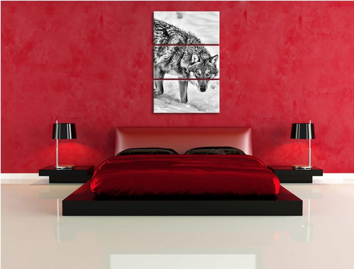 Pixxprint seltener Wolf im Schnee als Leinwandbild/Grösse: 3 Teilig (120x80) cm/Wandbild/Kunstdruck/