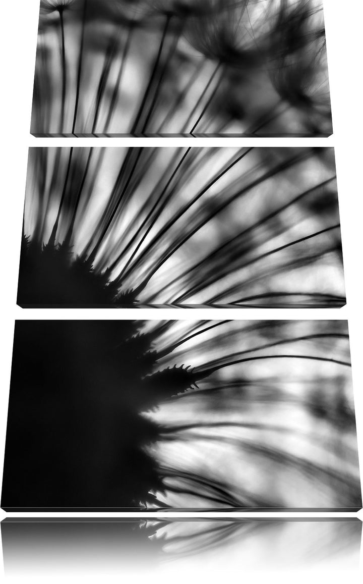 Pixxprint Pusteblume Schwarz-Weiss als Leinwandbild/Grösse: 3 Teilig (120x80) cm/Wandbild/Kunstdruck