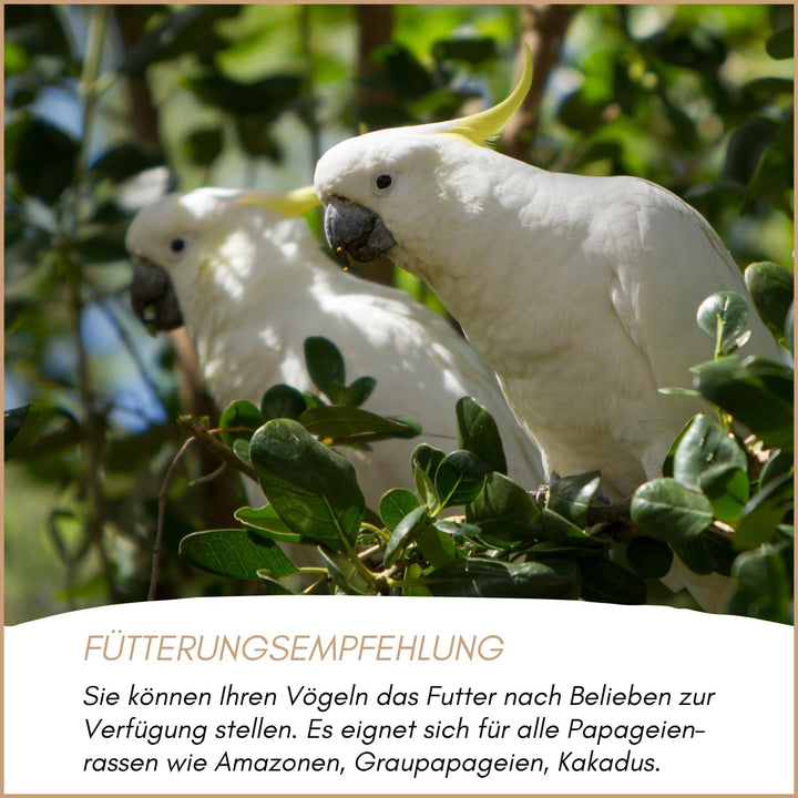 SUPRAVIT Papageienfutter 20 kg, Futtermischung für Papageien Aller Arten 20.00 kg (1er Pack), 20.00