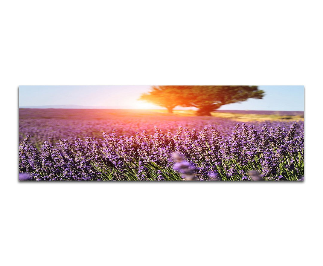 Paul Sinus Art Panoramabild auf Leinwand und Keilrahmen 150x50cm Provence Lavendelfeld Baum Sommer S