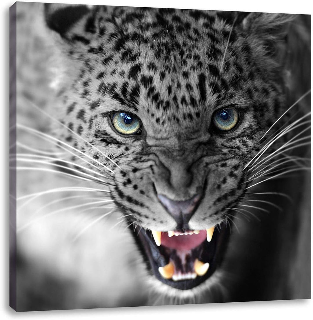 Pixxprint schöner fauchender Leopard als Leinwandbild | Grösse: 70x70 cm | Wandbild | Kunstdruck | f