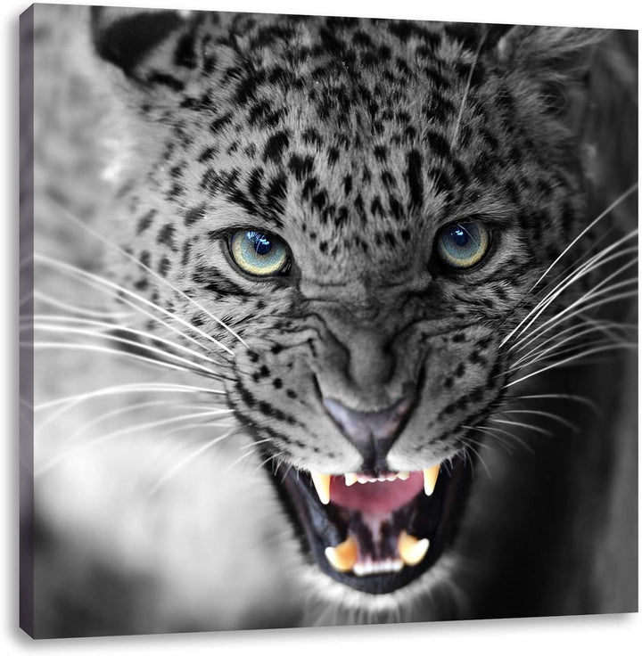 Pixxprint schöner fauchender Leopard als Leinwandbild | Grösse: 70x70 cm | Wandbild | Kunstdruck | f