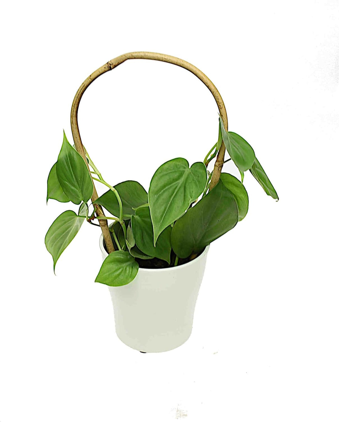 DIXIE STORE Gebogener Bambus Bambusstifte Natürliche - für Pflanzen Dekoratives Element Rankhilfe Cl