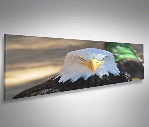 islandburner Bild Bilder auf Leinwand Adler Weisskopfseeadler USA Symbol Panorama XXL Poster Leinwan