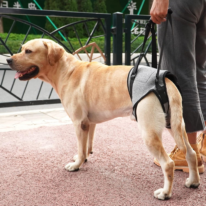 Dotoner Hundehebegeschirr, Hundestützgeschirr für die Hinterbeine, weiche Hundestützschlaufe für ver