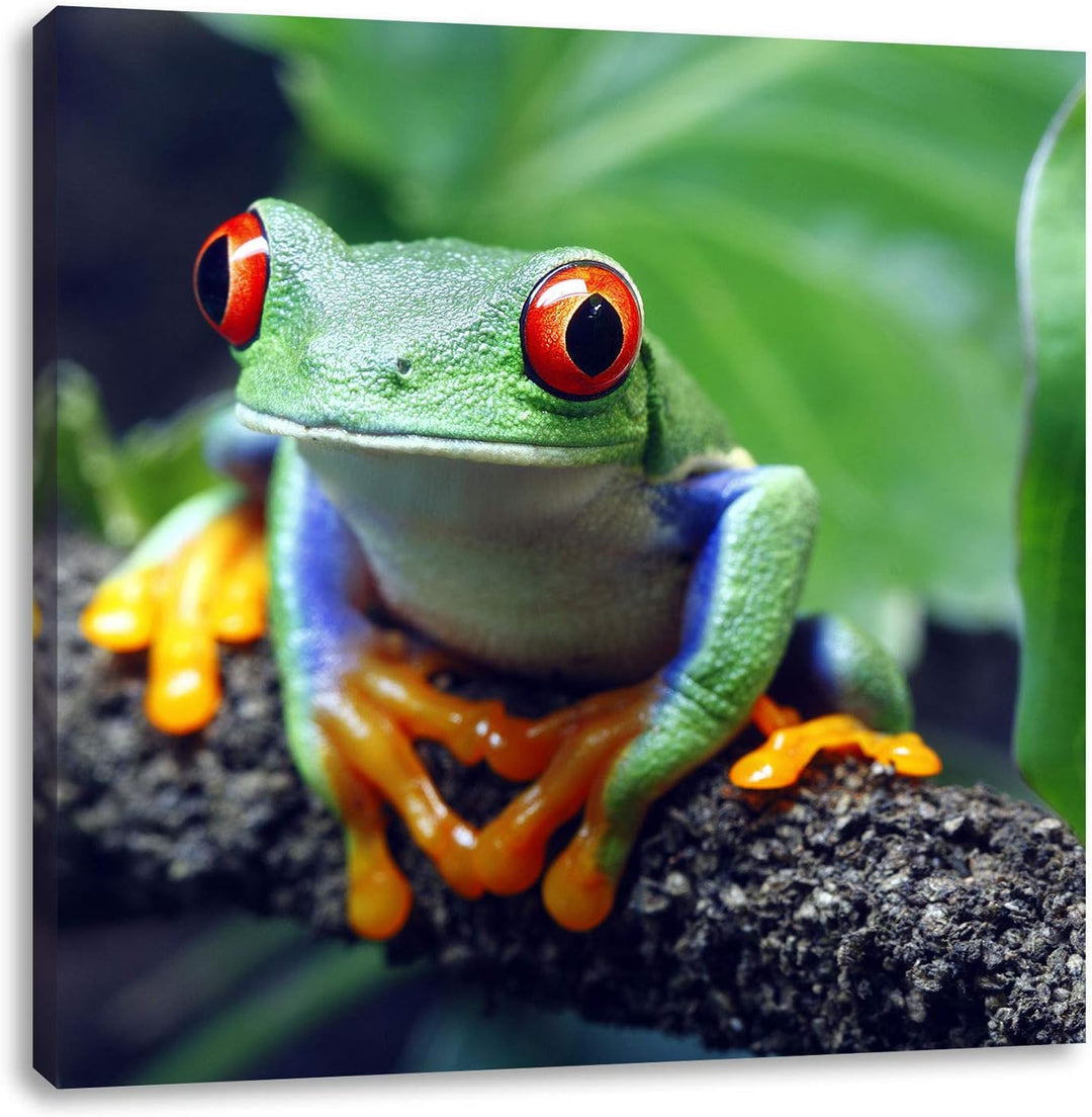 Rotaugenlaubfrosch auf Ast, Format: 70x70 auf Leinwand, XXL riesige Bilder fertig gerahmt mit Keilra