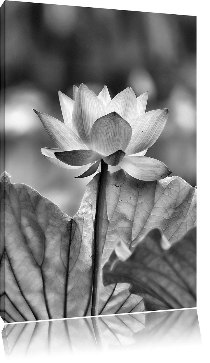 Pixxprint Zarte rosafarbener Lotus als Leinwandbild/Grösse: 100x70 / Wandbild/Kunstdruck/fertig besp