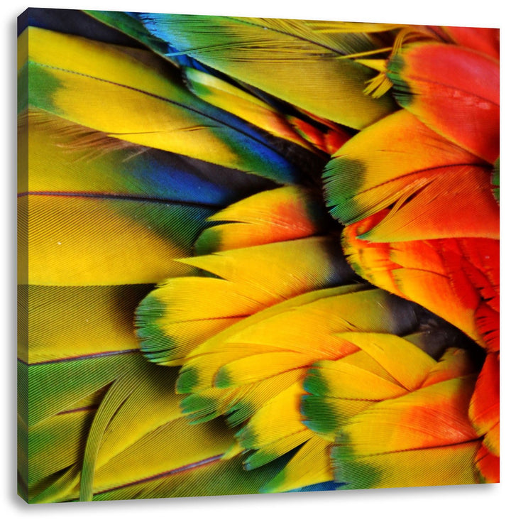 Bunte Papageienfedern, Format: 70x70 auf Leinwand, XXL riesige Bilder fertig gerahmt mit Keilrahmen,