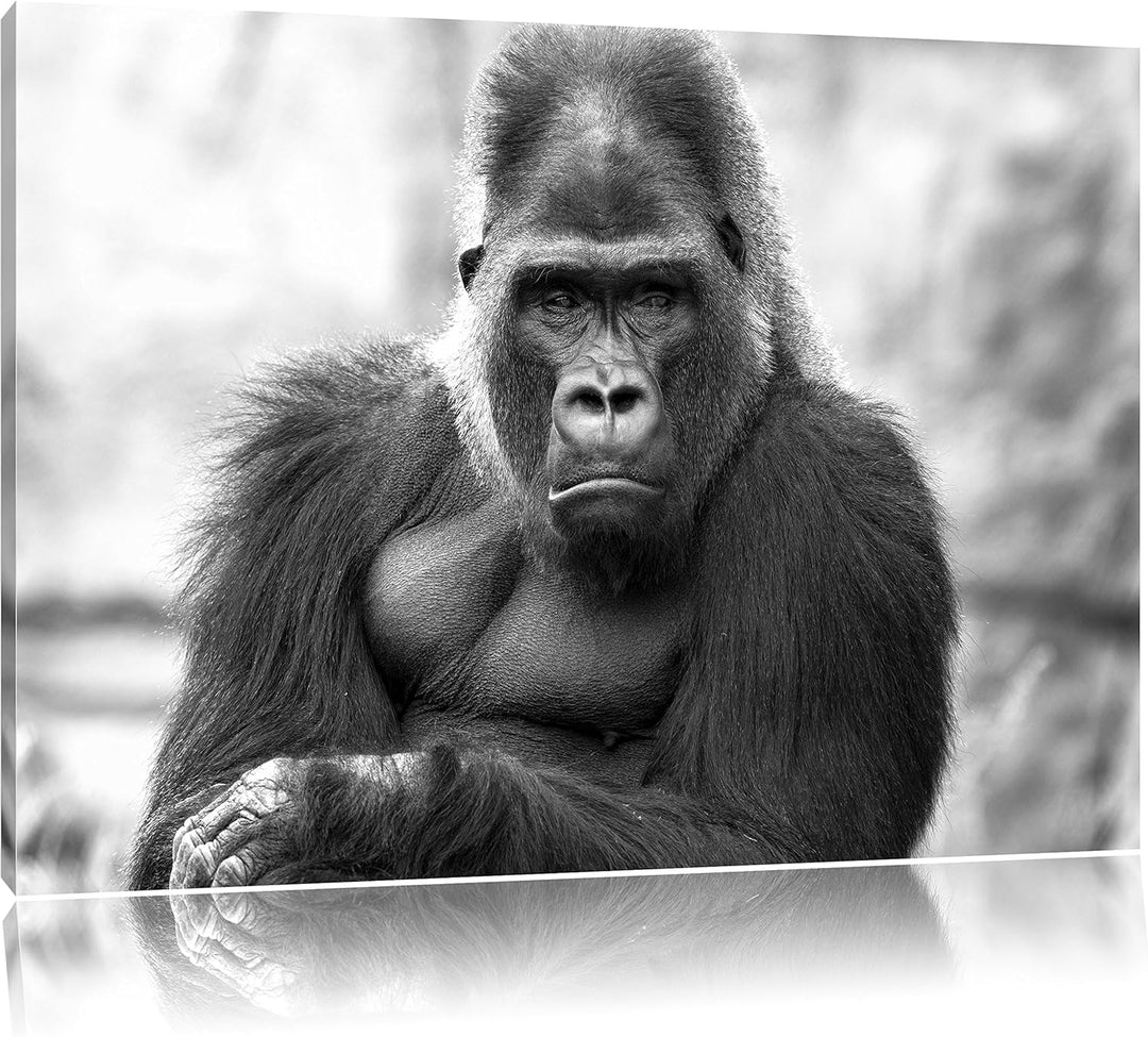 Pixxprint gelangweilter Gorilla Kunst B&W / 100x70cm Leinwandbild bespannt auf Holzrahmen/Wandbild K