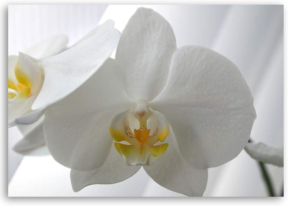 Wanddeko Orchidee Kunst modern Bilder Pflanze Weiss 100x70 cm Deko Paneel 100x70 cm Weiss_e, Deko Pa