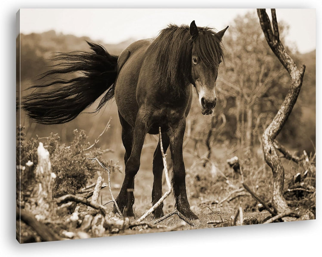 deyoli niedliches Pony Format: 80x60 Effekt: Sepia als Leinwand, Motiv fertig gerahmt auf Echtholzra