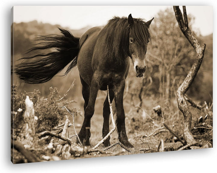deyoli niedliches Pony Format: 80x60 Effekt: Sepia als Leinwand, Motiv fertig gerahmt auf Echtholzra