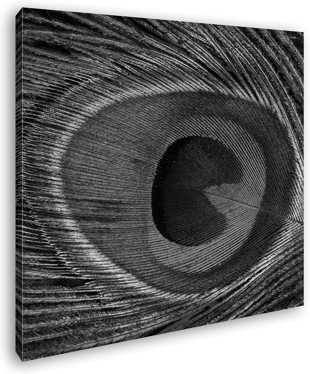 bezaubernde Pfauenfeder mit Muster im Format: 70x70 Effekt: Schwarz&Weiss als Leinwandbild, Motiv fe