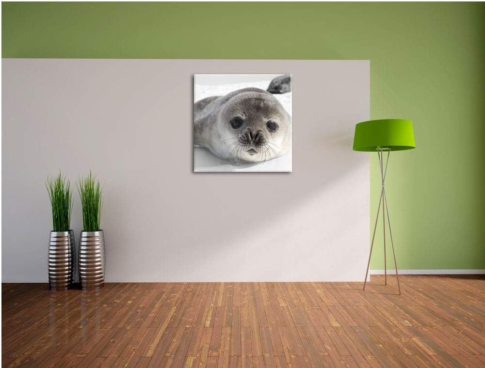 Pixxprint süsses Robben Baby als Leinwandbild/Grösse: 70x70 cm/Wandbild/Kunstdruck/fertig bespannt,