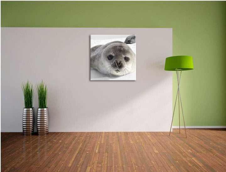 Pixxprint süsses Robben Baby als Leinwandbild/Grösse: 70x70 cm/Wandbild/Kunstdruck/fertig bespannt,