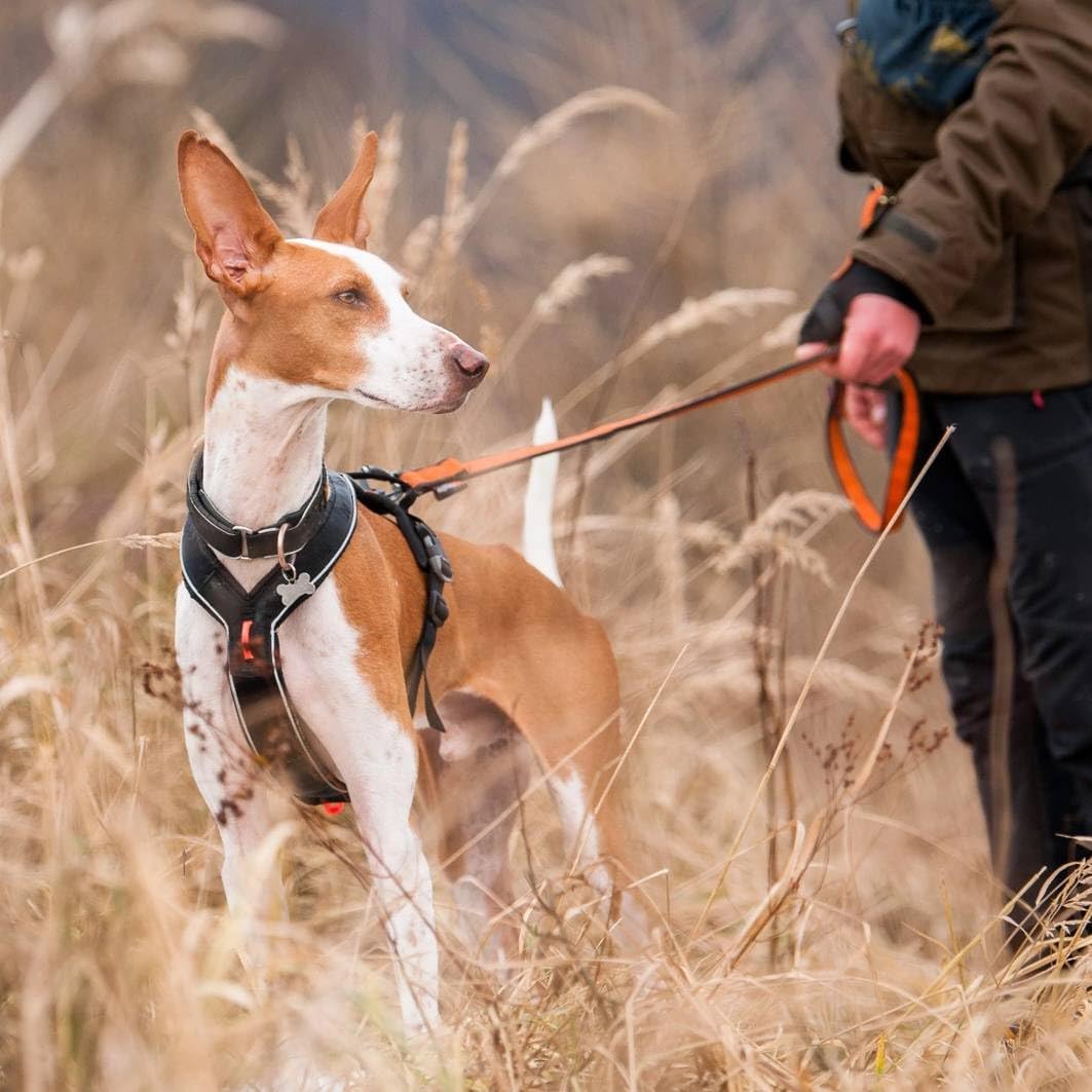 Non-stop dogwear LINE Harness Grip |219| Führ und Alltagsgeschirr, Grösse:3