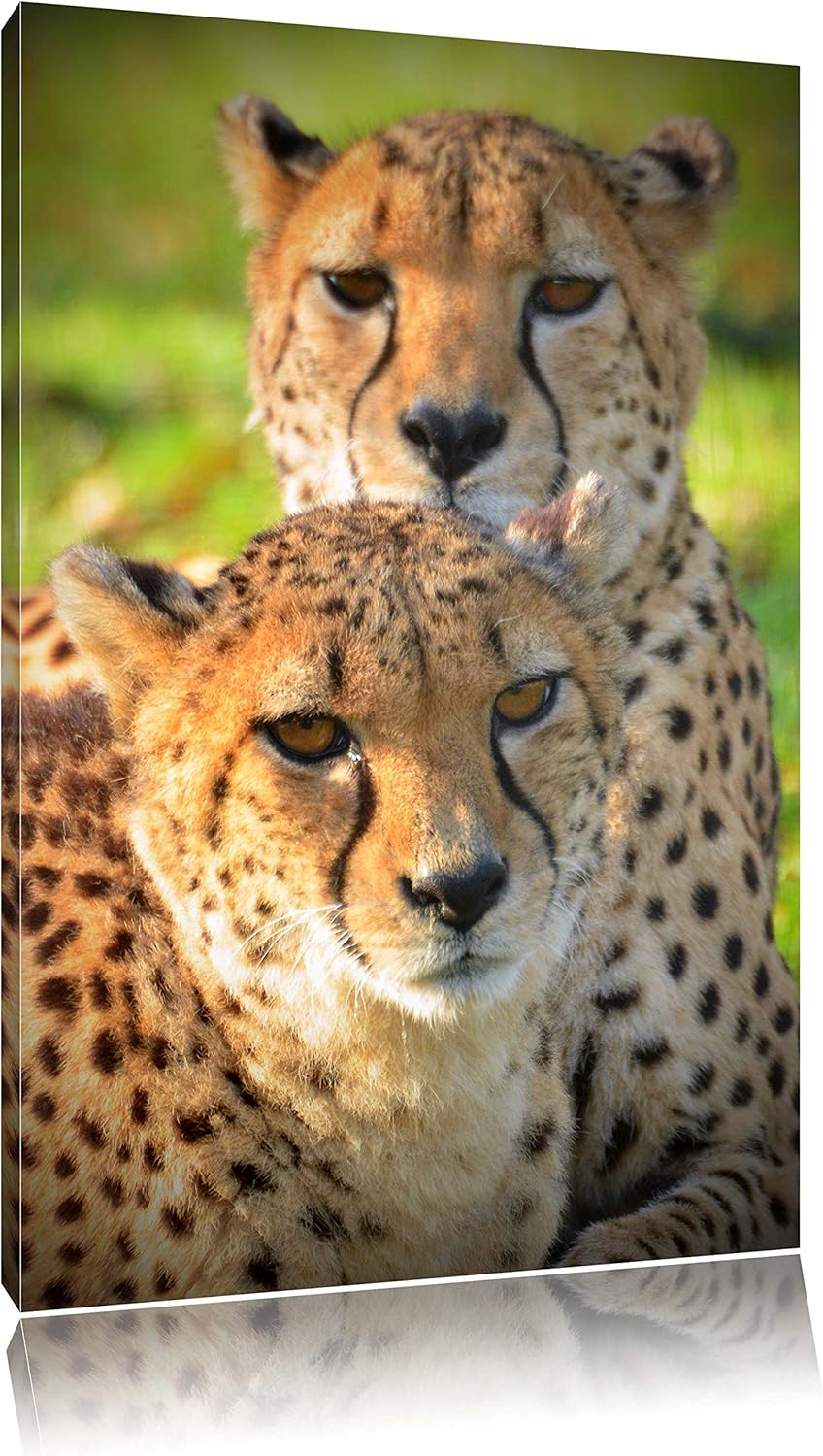 Pixxprint schönes Geparden-Paar auf Leinwand, XXL riesige Bilder fertig gerahmt mit Keilrahmen, Kuns