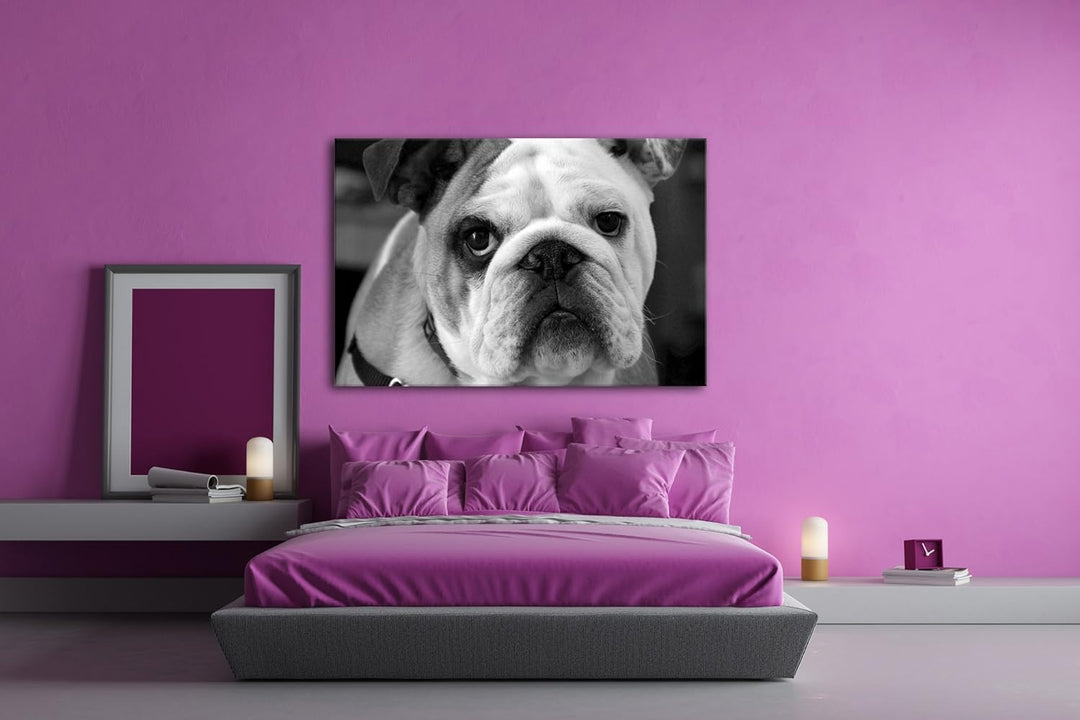 deyoli Englische Bulldogge Effekt: Schwarz/Weiss im Format: 80x60 als Leinwandbild, Motiv fertig ger