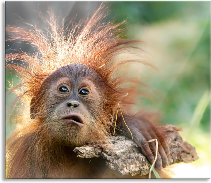 Lustiger Baby Orang-Utan mit Rinde Herdabdeckplatte & Spritzschutz aus Echtglas | Für Herd-Kochfelde