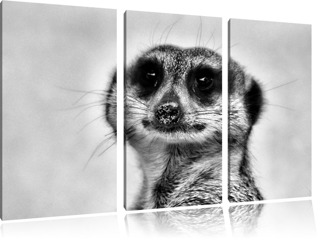 Pixxprint kleines frechen Erdmännchen als Leinwandbild | Grösse: 3 Teilig (120x80) | Wandbild| Kunst