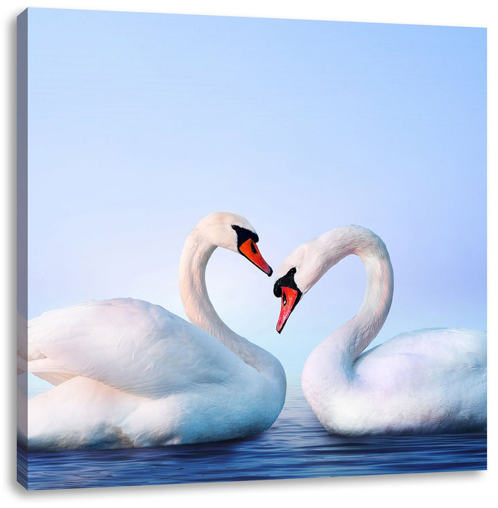 Pixxprint Zwei prächtige Schwäne auf dem Wasser, Format: 70x70 auf Leinwand, 70x70