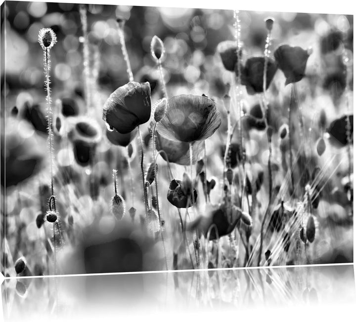 Monocrome, Mohnwiese, Format: 100x70 auf Leinwand, XXL riesige Bilder fertig gerahmt mit Keilrahmen,