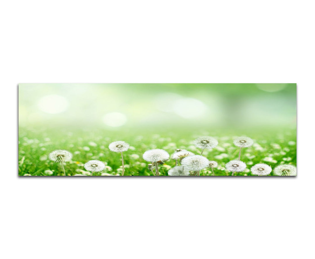Paul Sinus Art Panoramabild auf Leinwand und Keilrahmen 150x50cm Wiese Pusteblumen Frühling