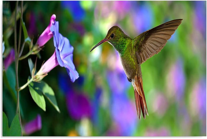 Feeby Bilder Vogel Kolibri Tiere XXL 120x80 cm Wohnzimmer Schlafzimmer Büro Flur Küche Wandbilder Mo