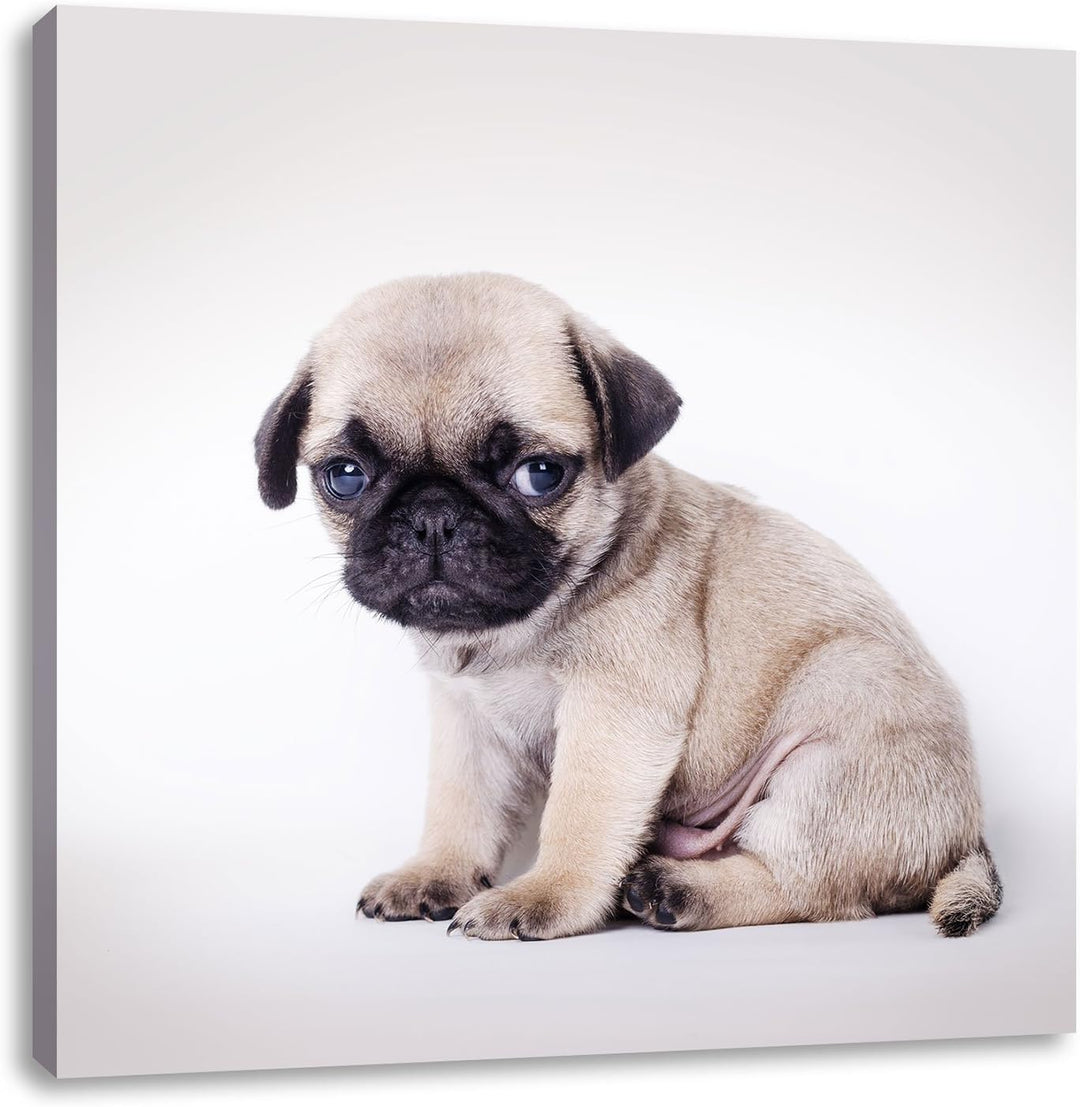 Kleiner Hundewelpe Mops, Format: 70x70 auf Leinwand, XXL riesige Bilder fertig gerahmt mit Keilrahme