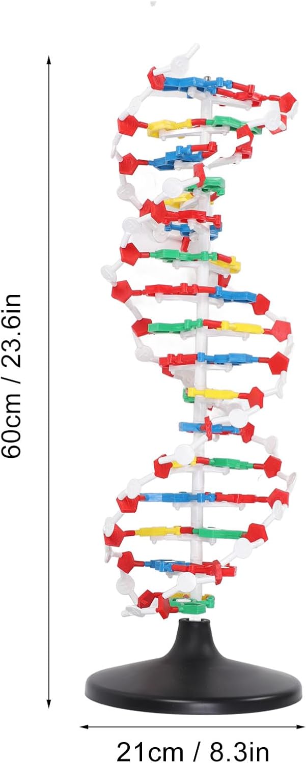 DNA-Strukturmodell, Plastisches Pädagogisches DNA-Doppelhelix-Modell, Lehrmittel für den Biologieunt