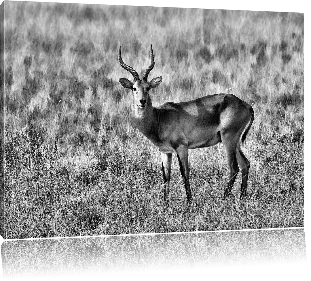 Pixxprint Dorkasgazelle im trockenen Gras als Leinwandbild | Grösse: 100x70 cm | Wandbild | Kunstdru