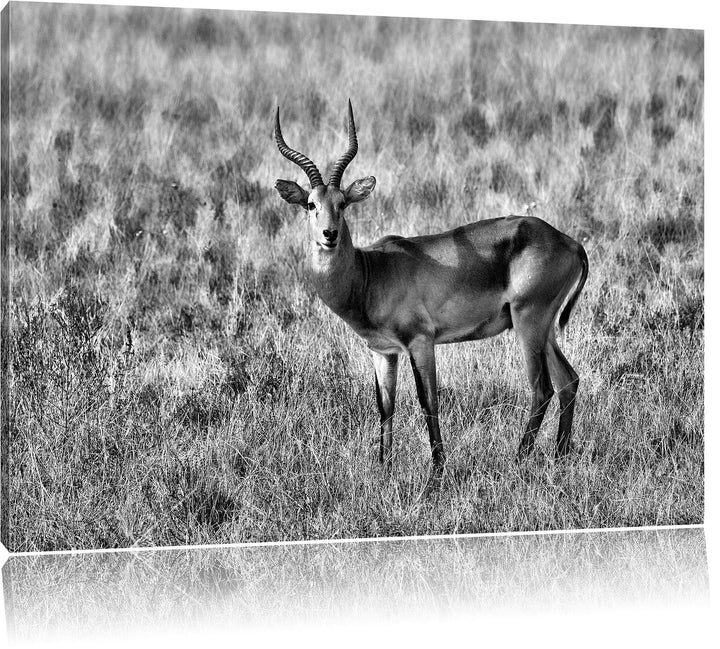 Pixxprint Dorkasgazelle im trockenen Gras als Leinwandbild | Grösse: 100x70 cm | Wandbild | Kunstdru