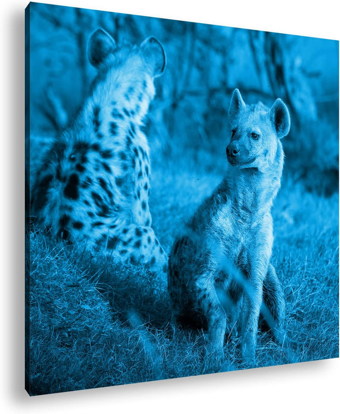 deyoli Hyänen in Afrika Format: 60x60 Effekt: Monocrome Blau als Leinwandbild, Motiv fertig gerahmt