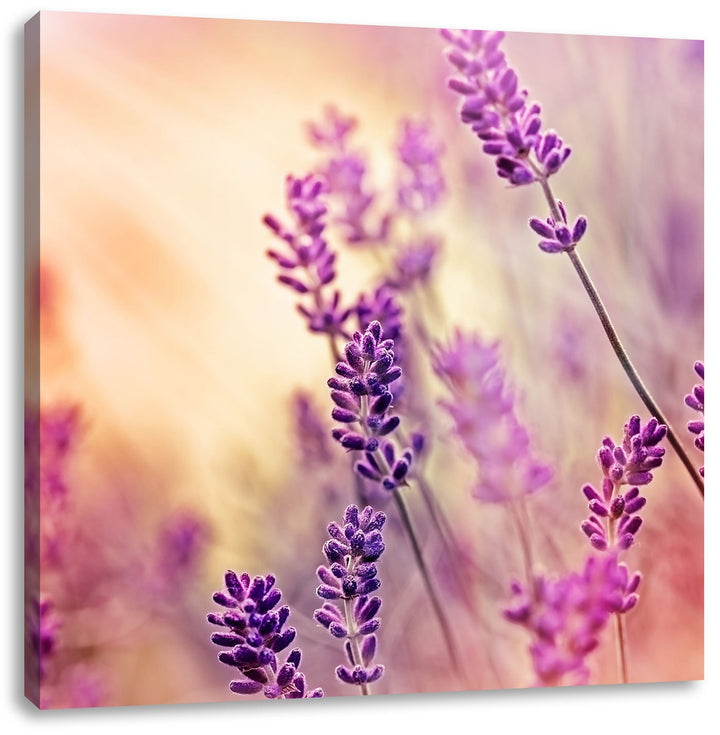 Eleganter Lavendel, Format: 70x70 auf Leinwand, XXL riesige Bilder fertig gerahmt mit Keilrahmen, Ku