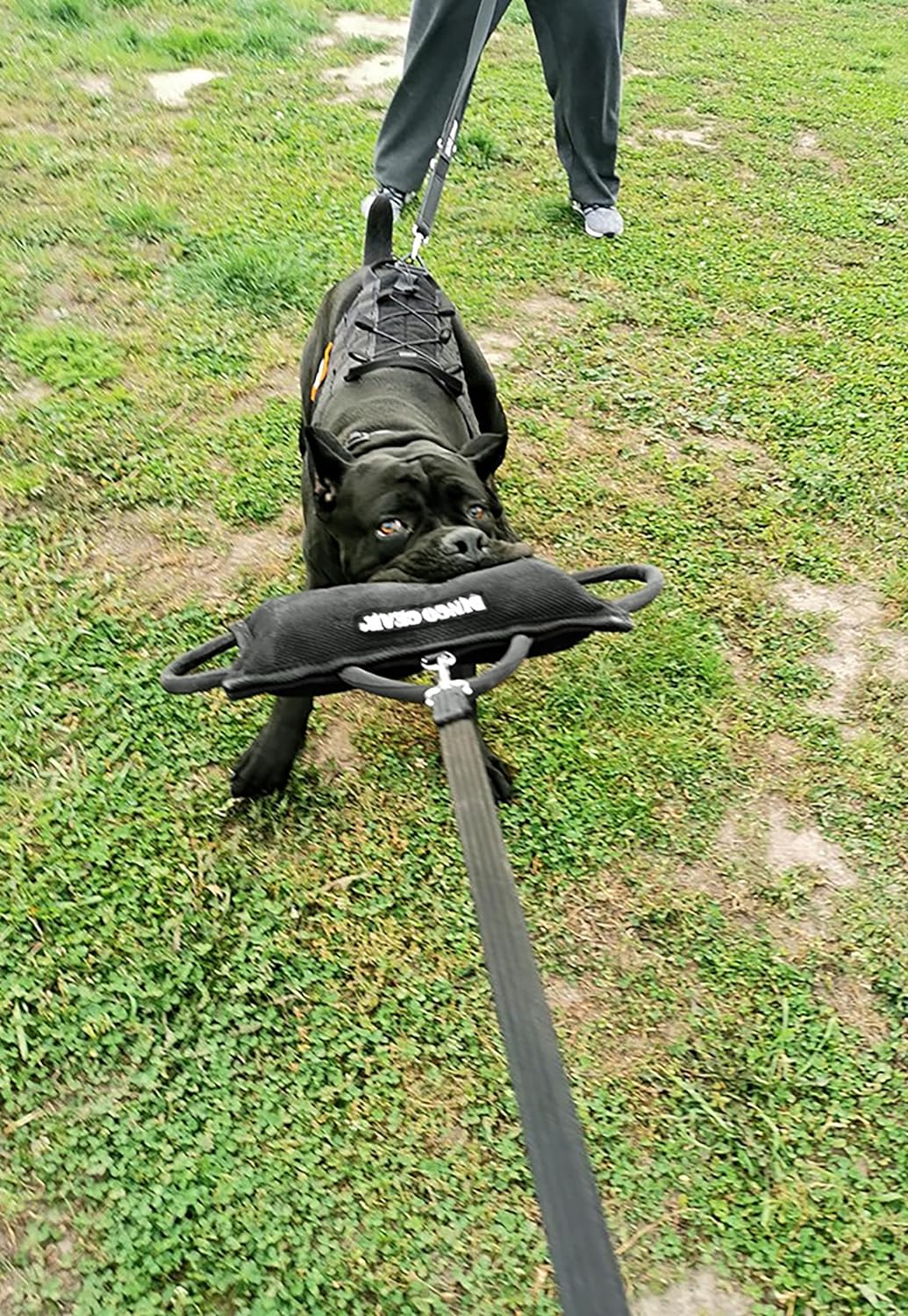 Dingo Gear Beisskissen Gestärkt aus Baumwolle-Nylon Ausbildung IGP IPO K9 Hundetraining S00522 Baumw