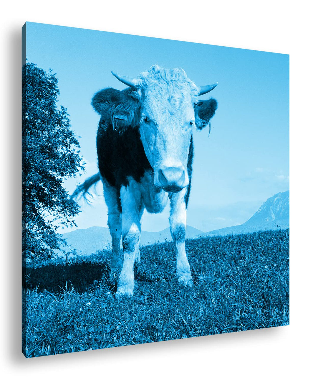 edle Kuh auf der Weide Format: 70x70 Effekt: Zeichnung als Leinwandbild, Motiv auf Echtholzrahmen, H