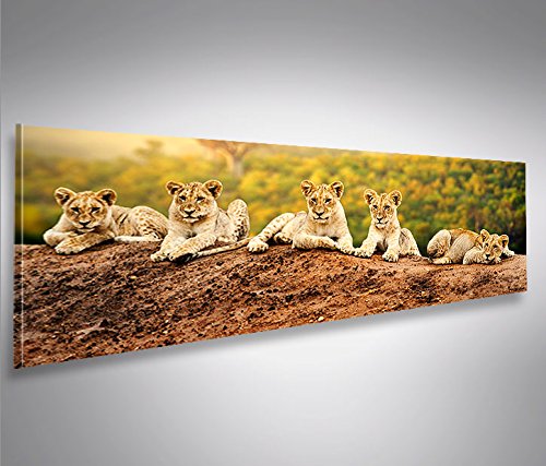 islandburner Bild Bilder auf Leinwand Löwen Kinder Babies Raubkatze Panorama XXL Poster Leinwandbild