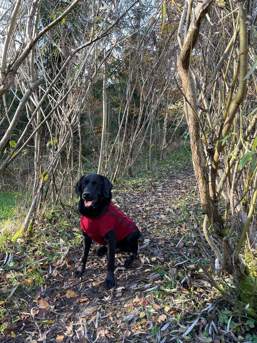 iEnergy™ OSC isolierende und warme Outdoor-Hundejacke mit Fleece-Innenfutter, windabweisender, ultra