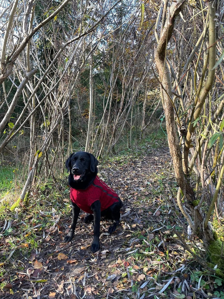iEnergy™ OSC isolierende und warme Outdoor-Hundejacke mit Fleece-Innenfutter, windabweisender, ultra